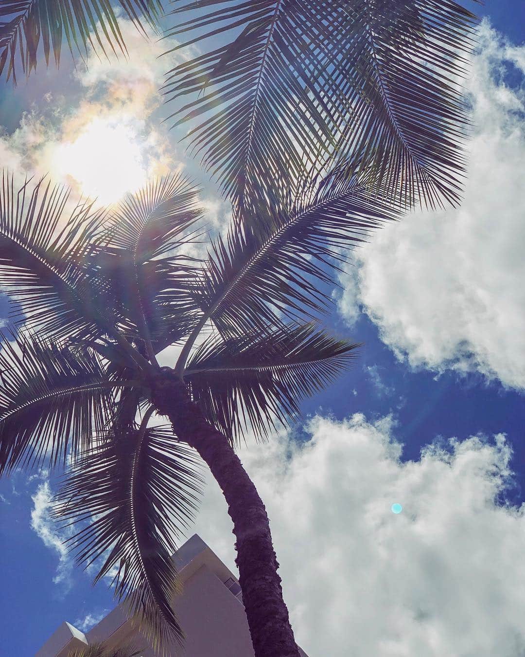 谷口紗耶香さんのインスタグラム写真 - (谷口紗耶香Instagram)「good morning🌴🌴🌴 ・ ha〜🙏🏼 なんとも癒される コラボ。 blue sky×palm tree... ・ 今日は晴れたし調子がいいな🤰」4月11日 9時15分 - saayaamam