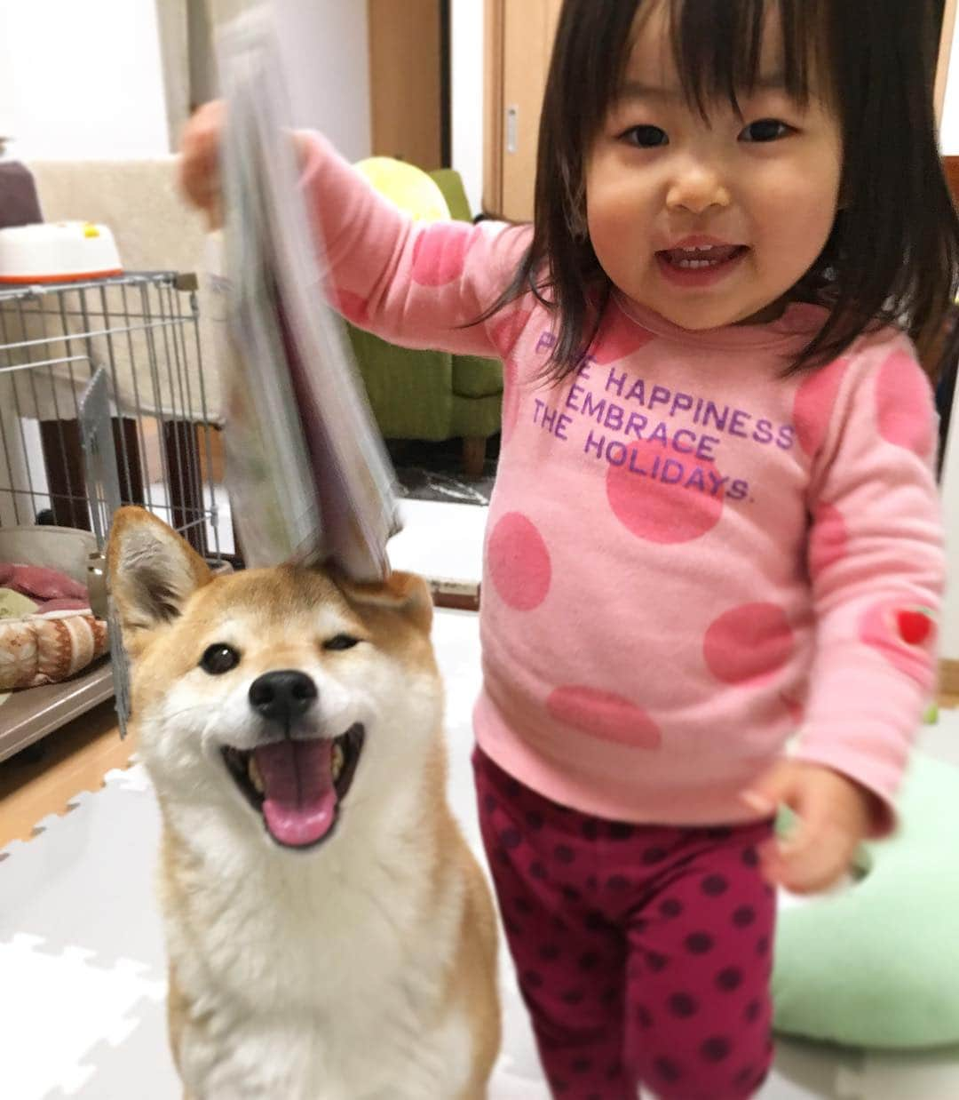 ゆもこさんのインスタグラム写真 - (ゆもこInstagram)「「いもーとが1歳11ヶ月になったよ〜！あと少しで2歳だって！」 そんなわけでチビちゃん1歳11ヶ月を迎えました☺️ 出来ることが増えすぎて私のアップデートが追いつかない日々です😅 そろそろ80cmの服が着れなくなってきたので、冬の間は90cmを購入していたのですが、夏服は100cmを買うべきなんでしょうか？🙄 生まれた時は50cmだったのに100cmって😂 赤ちゃん本舗などで新生児の服を見ると可愛くて震えます😭 あんなに小さかったのに…こんなに大きくなって…と感慨深い母でした😅 ★ ★チビちゃん1歳10ヶ月の記録★ ★ ❤︎「えーっと」「ないな〜」など一丁前な感じで喋ります ❤︎場所見知りがあり、初めての所では喋らず動かず ❤︎海苔が大好きで「のい」と要求します ❤︎海苔があれば白ご飯も平気 ❤︎お歌のレパートリーが増えました ❤︎救急車が好きです ❤︎ぴーぽ！ちゅーちゅーしゃ！ ❤︎ガードマンがバイバイしてくれてると信じ、一生懸命返してます ❤︎どんなに離れていてもバイバイしてます ❤︎車の中なので一切見えてないと思います ❤︎ペンギンのぬいぐるみがお気に入り ❤︎名前はペンペンです こんな感じの1ヶ月でした。 今月も楽しくスクスク大きくなりますように😊 来月は2歳だ〜！ ※ ※ ※ #dogsofinstagram #日本犬 #柴犬 #柴 #赤柴 #shiba #犬バカ部 #ふわもこ部 #柴犬マニア #しば #shibadog #sibainu #ひより日和 #柴女子 #shibagram #shibastagram #いぬら部 #柴犬ひより #pecoいぬ部 #子供と犬 #チビちゃんとひよさん #1歳11ヶ月 #チビちゃんの成長記録」4月11日 9時23分 - yumohiyo