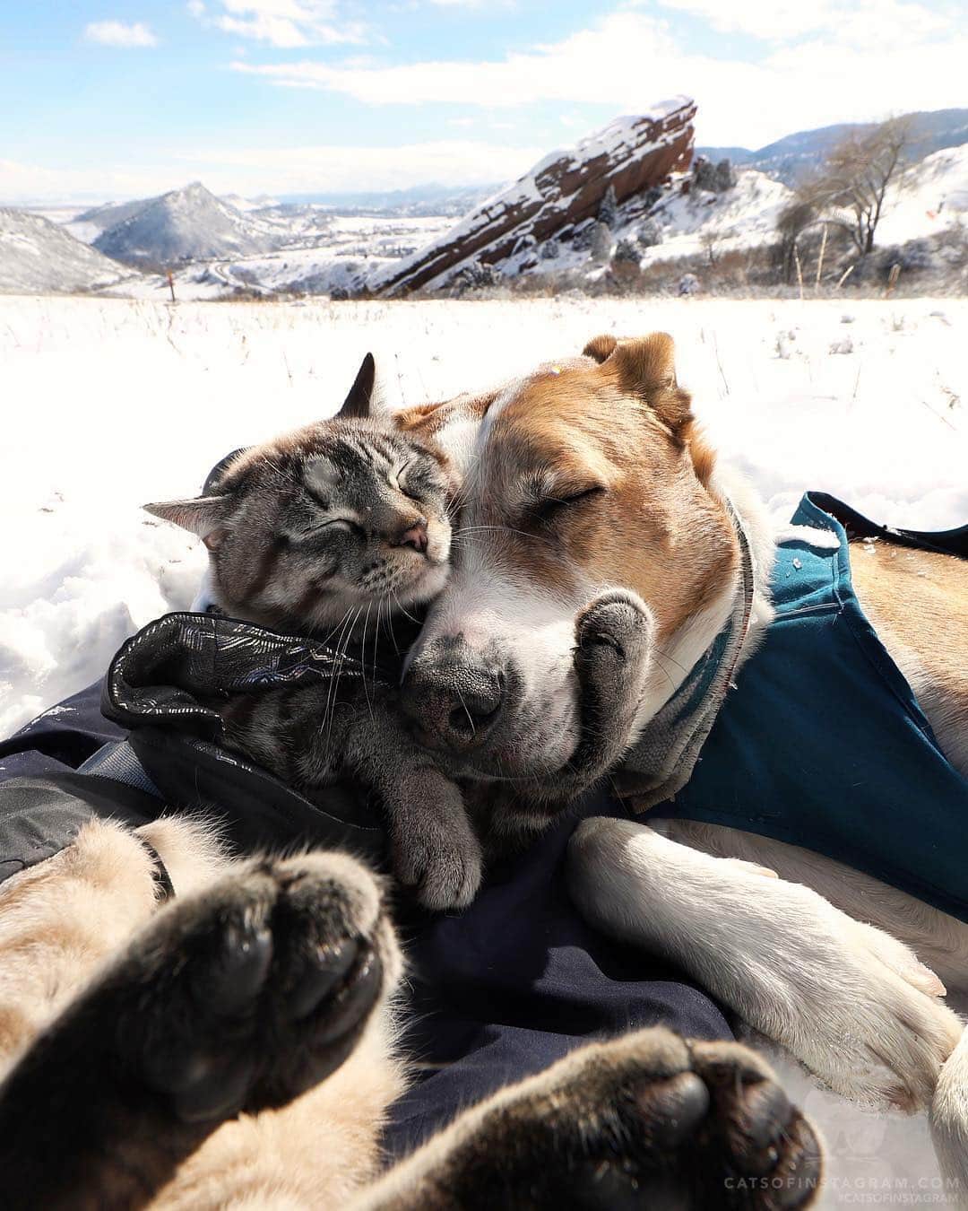 Cats of Instagramさんのインスタグラム写真 - (Cats of InstagramInstagram)「From @henrythecoloradodog: “It’s always better when we’re together 💙 - jack johnson” #catsofinstagram」4月11日 9時24分 - cats_of_instagram