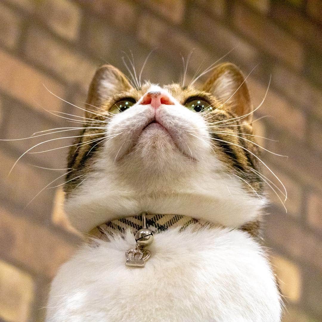 マアルさんのインスタグラム写真 - (マアルInstagram)「キーちゃん🐈 #北海道 #旭川市 #ペットシッター」4月11日 9時34分 - psmaaru