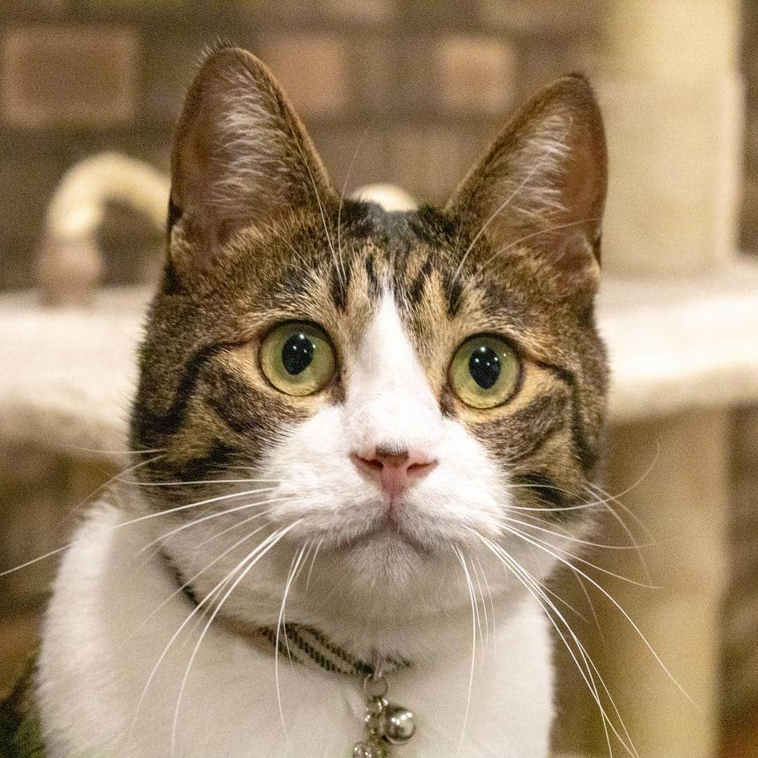 マアルさんのインスタグラム写真 - (マアルInstagram)「キーちゃん🐈 #北海道 #旭川市 #ペットシッター」4月11日 9時34分 - psmaaru