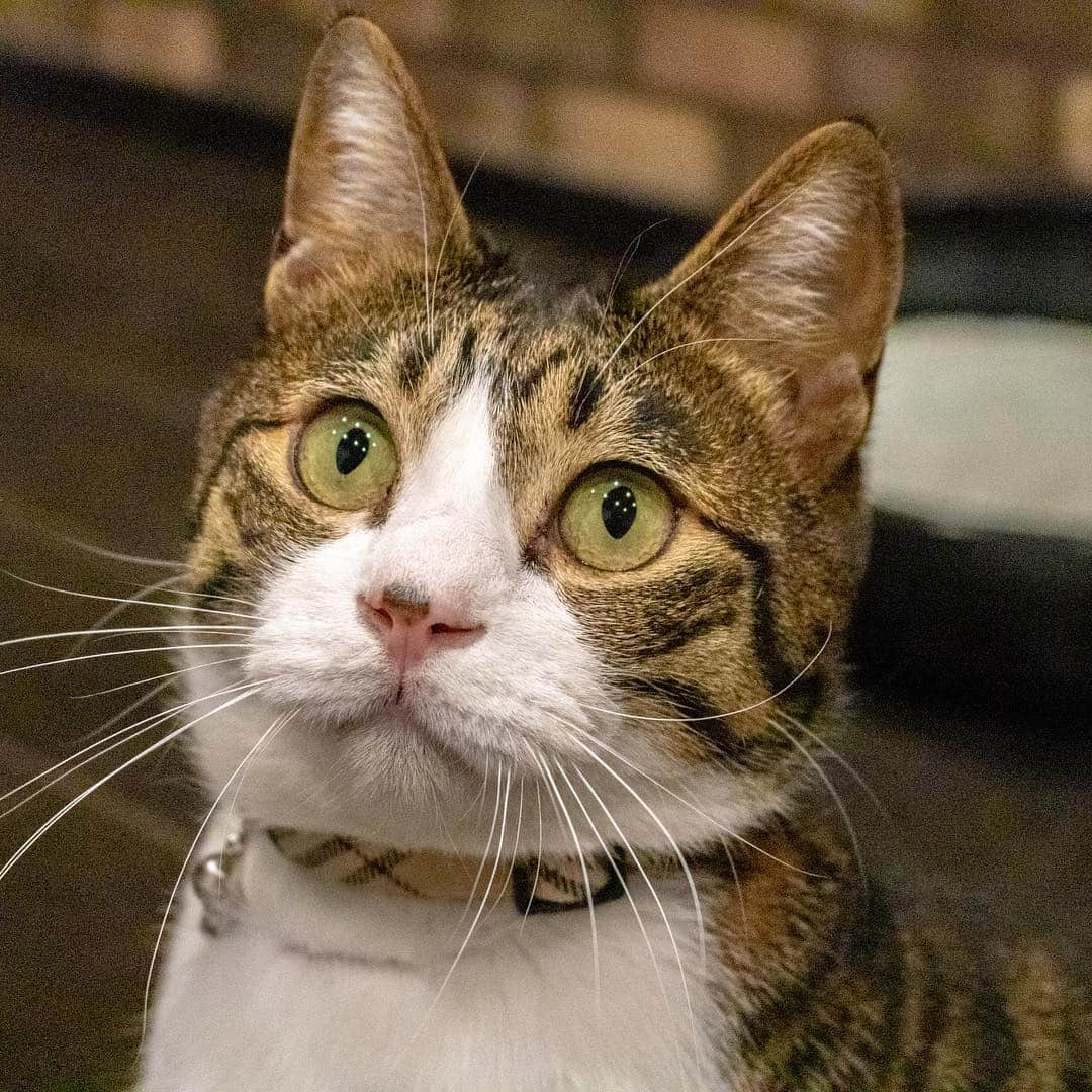 マアルさんのインスタグラム写真 - (マアルInstagram)「キーちゃん🐈 #北海道 #旭川市 #ペットシッター」4月11日 9時34分 - psmaaru