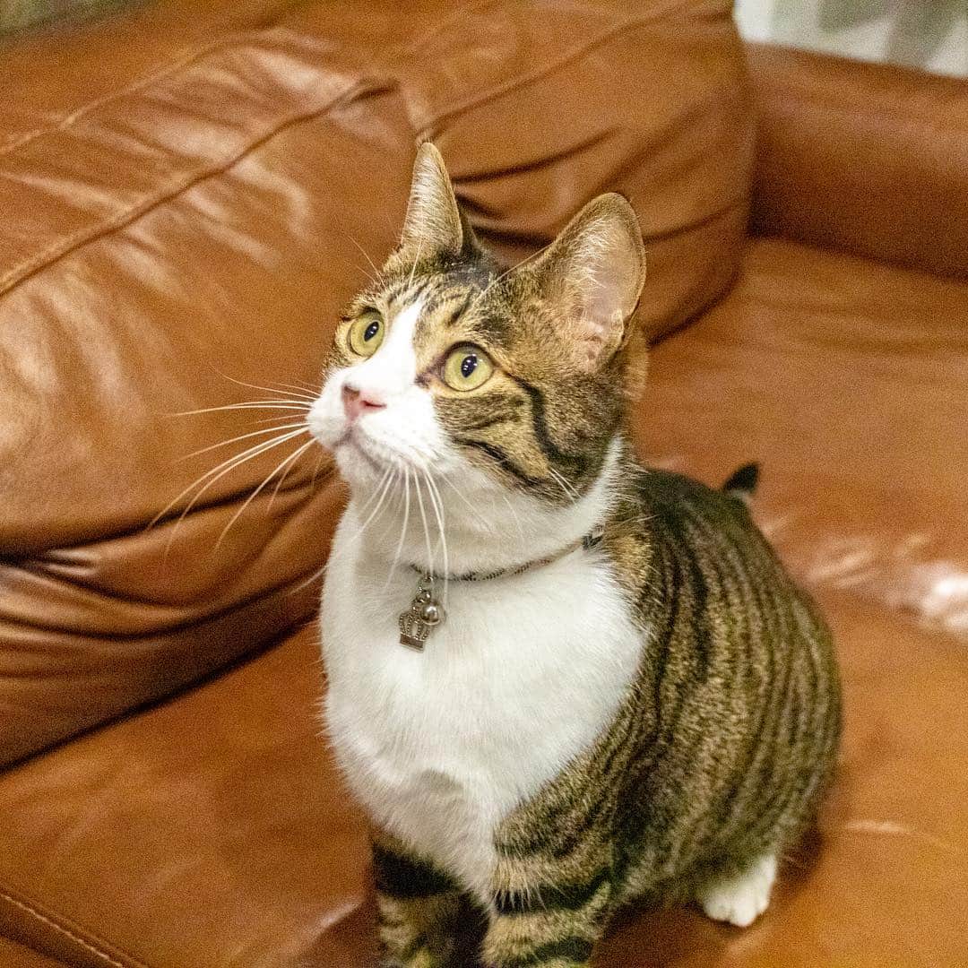 マアルさんのインスタグラム写真 - (マアルInstagram)「キーちゃん🐈 #北海道 #旭川市 #ペットシッター」4月11日 9時34分 - psmaaru