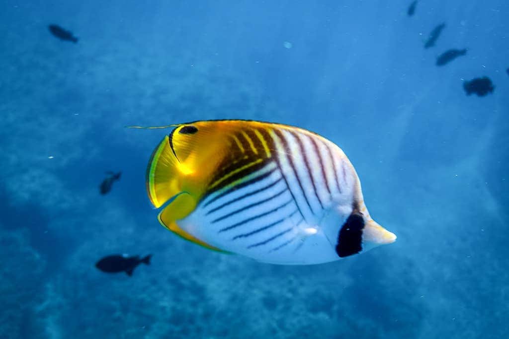 And Youさんのインスタグラム写真 - (And YouInstagram)「The Threadfin Butterflyfish is a reef fish with beautiful markings 🐠. This one has a false eye on its back dorsal fin to confuse predators.  Keep an eye out for them on your Dolphins and You snorkel tour! #fish #ocean #hawaii #reef #underwaterphotography」4月11日 9時40分 - dolphinsandyou