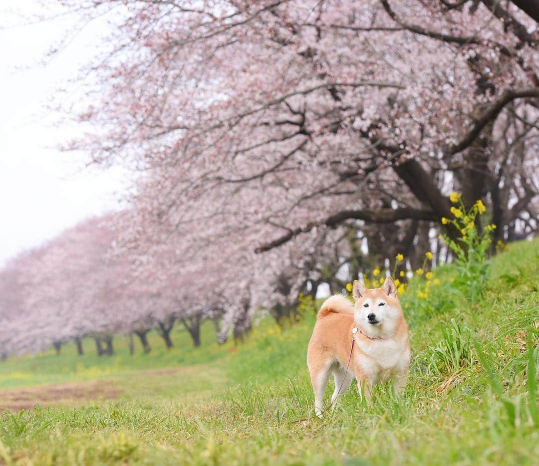 meekooさんのインスタグラム写真 - (meekooInstagram)「今年の春写真はあまり笑顔が撮れなかったな🌸 風景は最高なのに😗 location：埼玉県 #吉見町さくら堤公園  #りんご旅2019  2019.3.31撮影」4月11日 9時51分 - meekoo