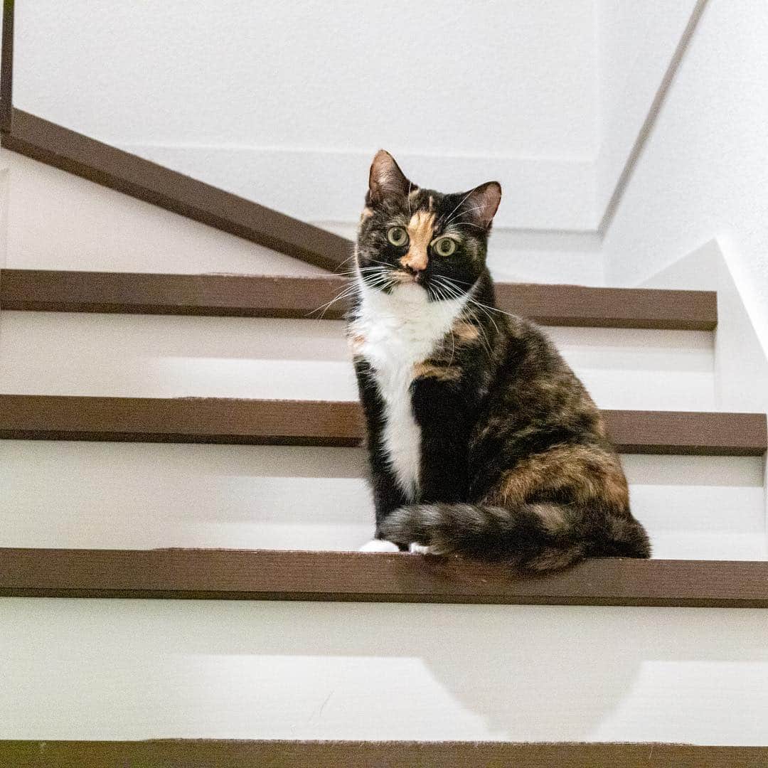 マアルのインスタグラム：「はなちゃん🐈 #北海道 #ペットシッター」