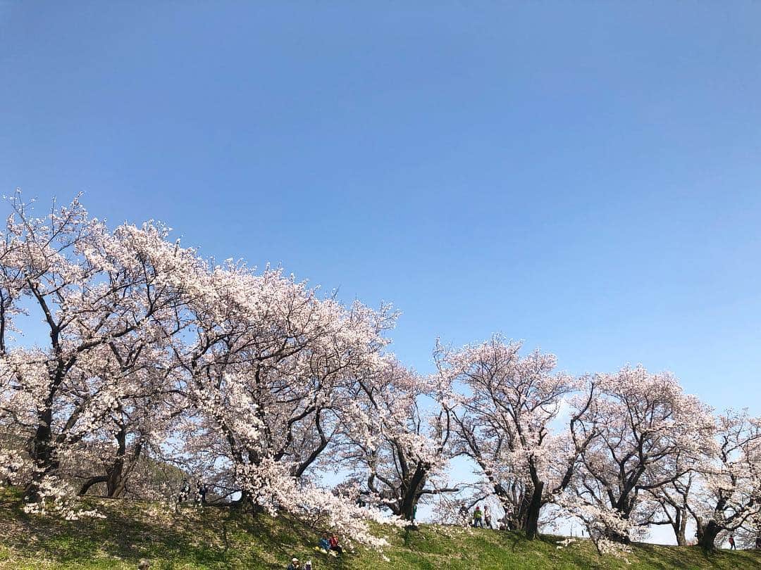 前田彩名さんのインスタグラム写真 - (前田彩名Instagram)「近所の公園の桜が満開で、 仕事前に通りがかっだ時に スルーできなくて、 思わず自転車を停めた。  どうして こんなにも、 毎年愛おしいのだろうか🌸  春が来る度に、 切なくて、でもやっぱり嬉しい😊  昨年の台風の影響で、 木の数も枝の数も(つまり花の数も) 少なくなっていたけれど、 背割堤の桜は、 静かに力強く咲いていました🌸  相変わらず  すごい人だったけど😅」4月11日 10時08分 - ayana.maeda