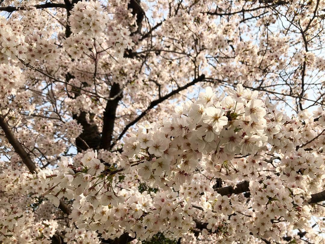 前田彩名さんのインスタグラム写真 - (前田彩名Instagram)「近所の公園の桜が満開で、 仕事前に通りがかっだ時に スルーできなくて、 思わず自転車を停めた。  どうして こんなにも、 毎年愛おしいのだろうか🌸  春が来る度に、 切なくて、でもやっぱり嬉しい😊  昨年の台風の影響で、 木の数も枝の数も(つまり花の数も) 少なくなっていたけれど、 背割堤の桜は、 静かに力強く咲いていました🌸  相変わらず  すごい人だったけど😅」4月11日 10時08分 - ayana.maeda