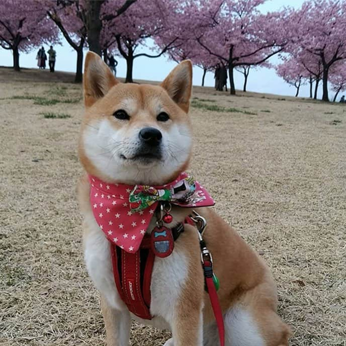 sippoさんのインスタグラム写真 - (sippoInstagram)「『朝ワンコ夕ニャンコ』からの紹介です🐕柴犬のつむぎちゃん（2歳）写真を撮る時はじっと我慢して協力的なのが特技😃✨ @73.wave.73  sippoのサイト（sippo.asahi.com）で、毎日7時にワンコ、16時にニャンコを1頭ずつ紹介しています。sippoの『かお』になりませんか？#sippo #朝ワンコ夕ニャンコ をつけて投稿してくださいね✨ #sippo #朝ワンコ夕ニャンコ #犬 #いぬ #イヌ #ワンコ  #柴犬」4月11日 10時12分 - sippo_official