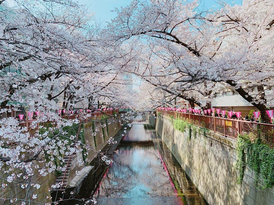 近野莉菜さんのインスタグラム写真 - (近野莉菜Instagram)「🌸ＳＡＫＵＲＡ🌸 . 気が付いたらあっという間に散ってしまった桜🥺 今年はちゃんとお花見出来ました☺️🍡 小学校の親友と目黒川、代々木公園と花見はしごした🤣 ものすごい人でびっくりしたよ〜 また来年も桜が咲くのを楽しみにしてます☺️🌸 #目黒川の桜 #代々木公園 #平成最後のお花見 #2019 #近野莉菜」4月11日 10時15分 - chikano.rina