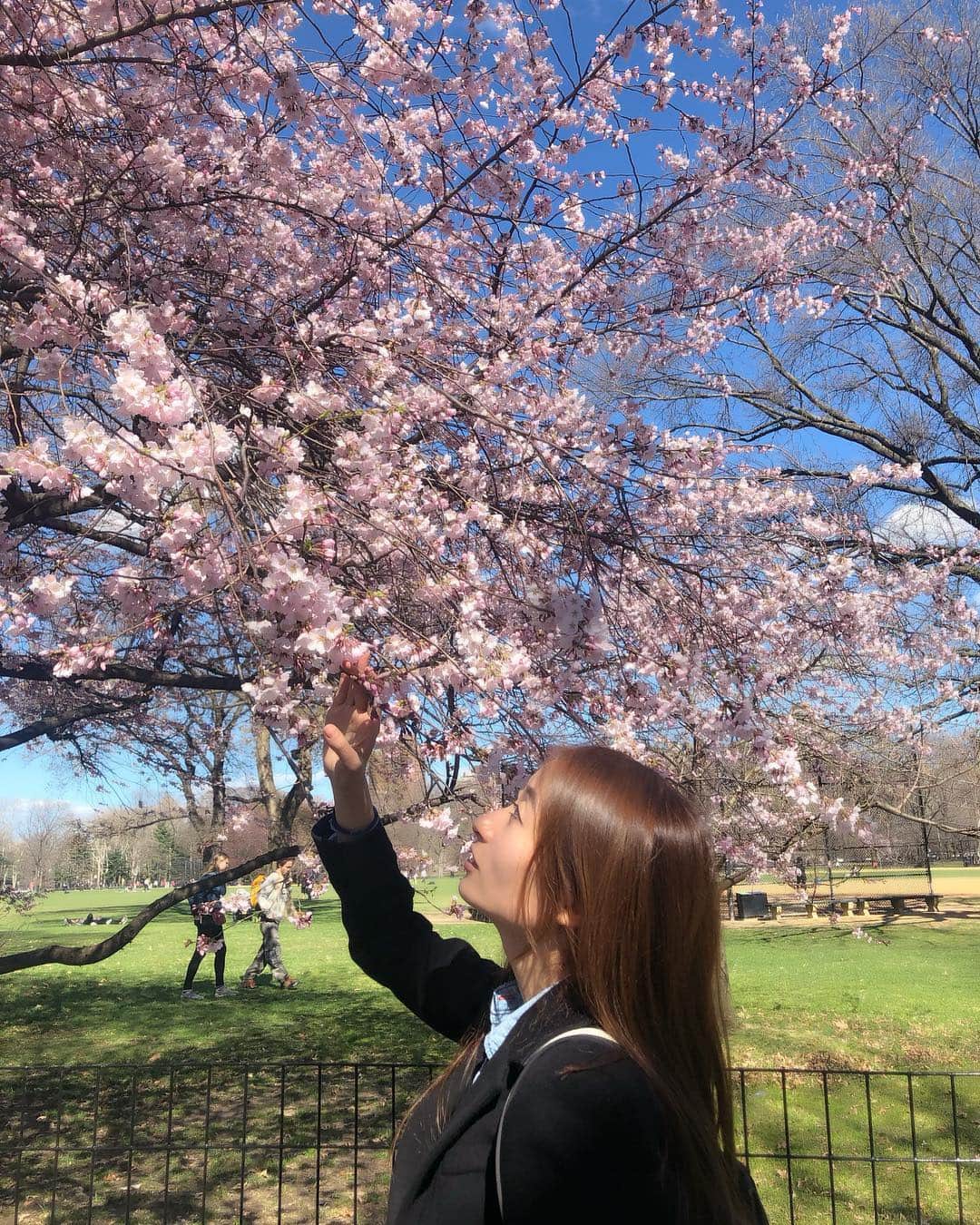 松村加南子さんのインスタグラム写真 - (松村加南子Instagram)「Spring has come!!! . セントラルパークの桜🌸 . 今年は桜見れないかもと思ってたからとっても嬉しい💓 . しかも再来週には桜祭り（英語名もSAKURA MATSURI！）があるらしい😮 . 今週からあったかくなってお散歩日和☺️ . 歩くのあんまり好きじゃないので日本にいるときは全然歩かないんだけど、ニューヨークでは素敵な光景がいっぱいあるからめちゃくちゃお散歩してる😊 . SAKURA in central park🌸 . I’m very grad to be able to see SAKURA in this season☺️ . The good time for go for walk has come to NYC!! . . #セントラルパーク #centralpark #お散歩 #花見 #お花見 #桜 #sakura #cherryblossom  #newyork #ny #nyc #ニューヨーク留学 #留学 #語学学校  #薬剤師 #薬剤師グラドル #加南子」4月11日 10時25分 - matsumurakanako