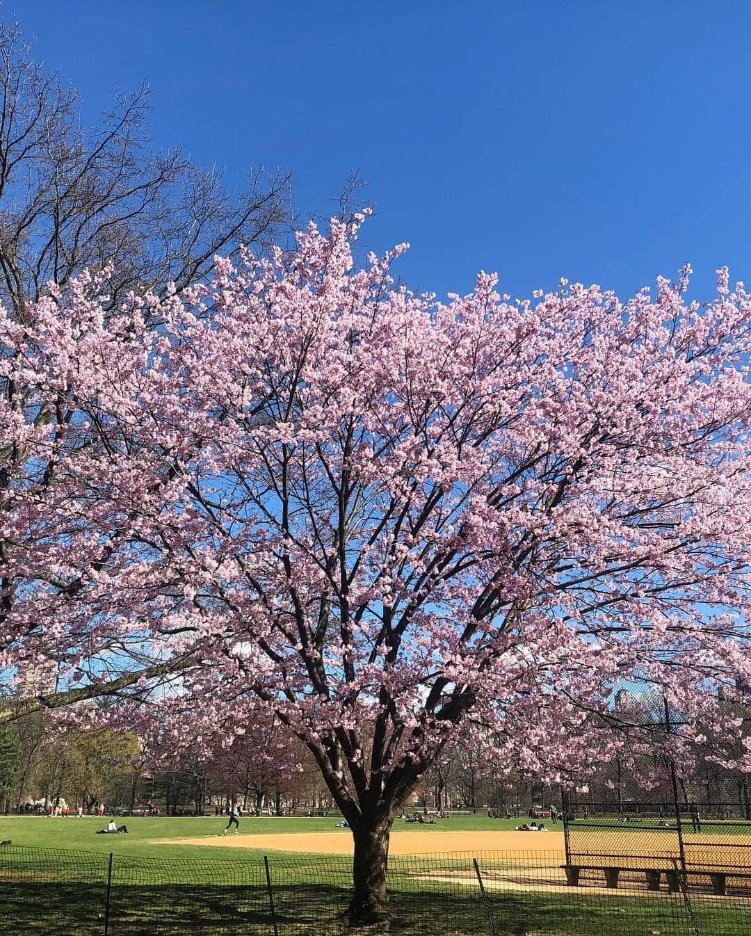 松村加南子さんのインスタグラム写真 - (松村加南子Instagram)「Spring has come!!! . セントラルパークの桜🌸 . 今年は桜見れないかもと思ってたからとっても嬉しい💓 . しかも再来週には桜祭り（英語名もSAKURA MATSURI！）があるらしい😮 . 今週からあったかくなってお散歩日和☺️ . 歩くのあんまり好きじゃないので日本にいるときは全然歩かないんだけど、ニューヨークでは素敵な光景がいっぱいあるからめちゃくちゃお散歩してる😊 . SAKURA in central park🌸 . I’m very grad to be able to see SAKURA in this season☺️ . The good time for go for walk has come to NYC!! . . #セントラルパーク #centralpark #お散歩 #花見 #お花見 #桜 #sakura #cherryblossom  #newyork #ny #nyc #ニューヨーク留学 #留学 #語学学校  #薬剤師 #薬剤師グラドル #加南子」4月11日 10時25分 - matsumurakanako