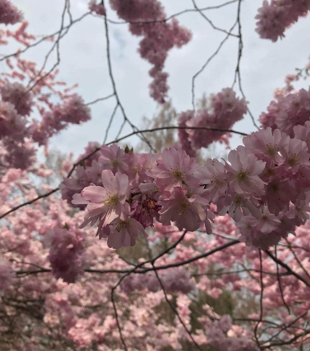 ANDERSEN アンデルセンさんのインスタグラム写真 - (ANDERSEN アンデルセンInstagram)「【デンマーク便り】  北欧の国、デンマーク🇩🇰でも桜がきれいに咲いています🌸  ここはBispebjerg Kirkegårdという墓地にある桜の木。  コペンハーゲンの方々も桜の開花で春を感じ、お花見をしたり、写真を撮りながらお散歩などを楽しむ光景を目にするようになりました。  アンデルセンがランゲリニエ公園に植樹した200本の桜は、まだ五分咲きのよう。  今月末（4月27・28日）にサクラフェスティバルが開催されますので、その様子をまたご紹介しますね✨  デンマーク語で桜の木は Kirsebærtræ（キアセベアトレ）というそう。  北欧の地で桜を楽しめるなんて、素敵ですね🌸 . #デンマーク便り #コペンハーゲン #デンマーク #北欧 #ヒュッゲ #🇩🇰 #アンデルセン #ベーカリー #パン #アンデルセンのパン #パン屋 #アンデルセンイスランズブリュッゲ店 #桜 #さくら #サクラ #お花見 . #andersen #bakery #bread #instabread #instafood #HYGGE #hygge #spring #copenhagen #denmark #Kirsebærtræ #BispebjergKirkegård #cherryblossom #sakura」4月11日 10時27分 - andersen_official_jp