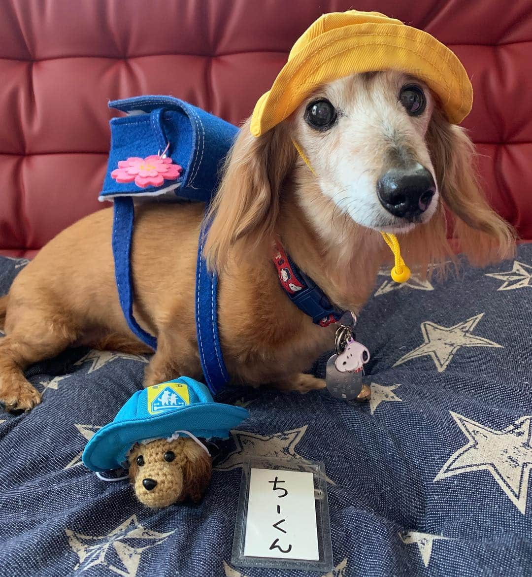 向日葵?さんのインスタグラム写真 - (向日葵?Instagram)「4月11日🌸 今日は 入学式🎒 何回目だろう😁 ＊ #犬#ダックス#ダックスフンド#ミニチュアダックス#dachs#いぬぐみ📛#pecoいぬ部#シニア犬 #よく寝るシニア犬#わんぱく部#サンデイ#todayswanko #east_dog_japan #ボンボンハイスクール#わんわん学園小学部#ランドセル犬部」4月11日 10時38分 - hinata.miyuki