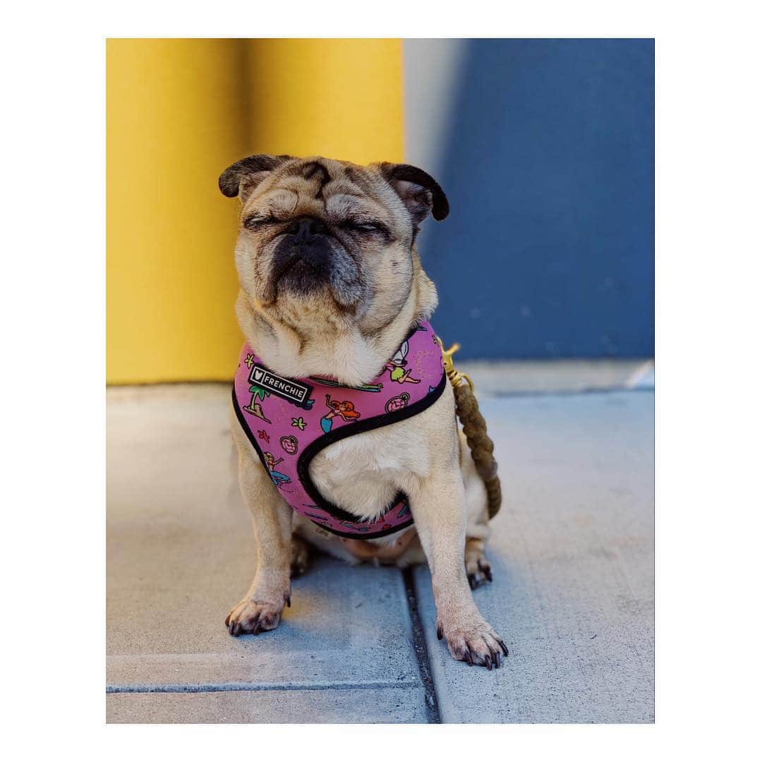 Melissa Santiagoのインスタグラム：「😣 #DailyPug #LeicaHarrietPancakes #pug」