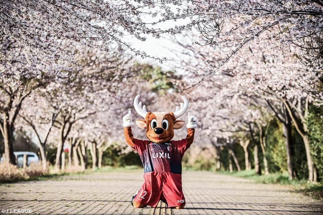 Ｊリーグさんのインスタグラム写真 - (ＪリーグInstagram)「🦌🌸✨ ﻿﻿﻿ Best Shot J.LEAGUE⚽️📸﻿﻿ ﻿ 🏆#明治安田生命Ｊ１リーグ第６節﻿﻿﻿ ベストショットをお届け👀✨ ﻿﻿﻿ ﻿﻿﻿ #Ｊリーグ﻿﻿﻿ #jleague ﻿﻿﻿ ﻿﻿﻿ #鹿島アントラーズ  #しかお  #桜 #桜満開 #満開 #sakura #さくら #桜🌸 #スタジアム #ユニフォーム  #bestshot #best #ベストショット #ベスト﻿﻿﻿ #niceshot #instagood #ナイスショット﻿﻿﻿ #かわいい #かっこいい #cute #soccer #football #soccerphotography #⚽️ #📸 #🦌 #🌸」4月11日 10時53分 - jleaguejp