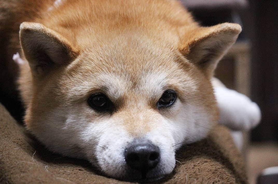 柴犬たま Shibainu Tamaさんのインスタグラム写真 - (柴犬たま Shibainu TamaInstagram)「* 換毛期始まって抜け毛がハンパないのに、 また寒くなっちゃって毛布手放せないです😭💦 * Caption trans🇬🇧 Meekeh is currently hair loss time. But she gets cold again so she can not release the blanket😭💦 * #たま家族 #柴犬ミケ #一眼レフ #一眼レフカメラ #お布団大好き #毛布にグルグル #あご乗せ #かなりひし形 #柴犬 #shiba #shibainu #shibastagram #犬 #dog」4月11日 10時56分 - tama7653