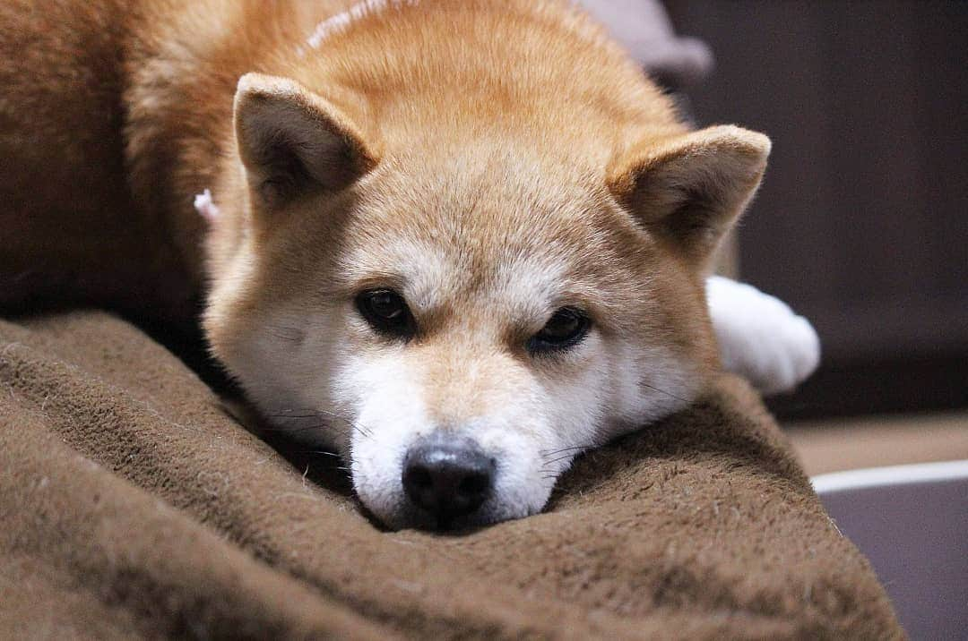 柴犬たま Shibainu Tamaさんのインスタグラム写真 - (柴犬たま Shibainu TamaInstagram)「* 換毛期始まって抜け毛がハンパないのに、 また寒くなっちゃって毛布手放せないです😭💦 * Caption trans🇬🇧 Meekeh is currently hair loss time. But she gets cold again so she can not release the blanket😭💦 * #たま家族 #柴犬ミケ #一眼レフ #一眼レフカメラ #お布団大好き #毛布にグルグル #あご乗せ #かなりひし形 #柴犬 #shiba #shibainu #shibastagram #犬 #dog」4月11日 10時56分 - tama7653