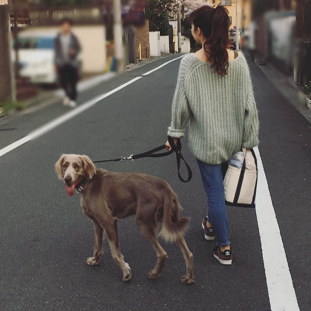 宮前真樹さんのインスタグラム写真 - (宮前真樹Instagram)「#エルマー 東京の桜は終わりかな 今年はエルマーと沢山見る事が出来ました🌸  1年経って私のお散歩スタイルも軽装になりました♡ 初めの頃はリュック背負ってた 両手あけてないと心配で😂  いろいろあったけど ここ最近は順調です🐕  1歳を迎えるまで書き続けた記録 ご飯の時間と量と内容 ウンチの時間と状態💩 そして月ごとの体重 いや、もっと細かく測ってたな 今思うと親バカが過ぎるよ笑  この記録は診察時にも役立ちました。 パピーの頃は病院常連さんだったもんねー🐕  そろそろ狂犬病ワクチンの時期 昨年アレルギーが出てしまって大変だった またいろいろと心配な時期がきました。  狂犬病注射猶予証明という方法があるようなので そちらを獣医さんと相談しています。 ドッグランが大好きだから ドッグラン登録が心配です。 #ワイマラナーロングヘアード  #ワイマラナー1歳 #犬15ヶ月  #お散歩ワンコ #weimaranerlove  #longhairdweimaraner」4月11日 11時06分 - miyamaemaki0116