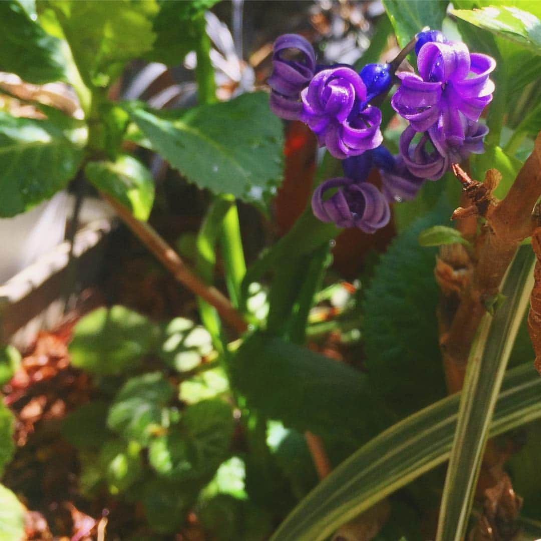 Helmet&Underground RIKOさんのインスタグラム写真 - (Helmet&Underground RIKOInstagram)「💜😌 hyacinth？」4月11日 11時15分 - rikohelmet