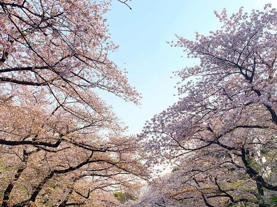 野澤美仁さんのインスタグラム写真 - (野澤美仁Instagram)「上野でお花見🌸 #sakura#ueno#cherryblossom #tokyo#上野#お花見#桜#神社#仲良し#友達#friends#散歩」4月11日 11時24分 - misatonozawa0625