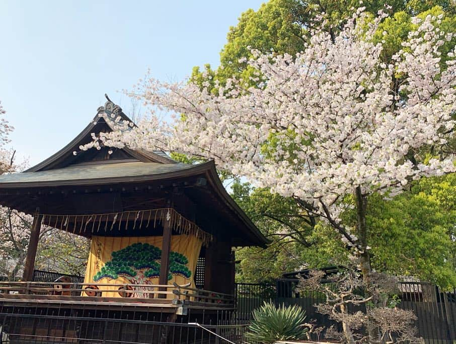 野澤美仁さんのインスタグラム写真 - (野澤美仁Instagram)「上野でお花見🌸 #sakura#ueno#cherryblossom #tokyo#上野#お花見#桜#神社#仲良し#友達#friends#散歩」4月11日 11時24分 - misatonozawa0625