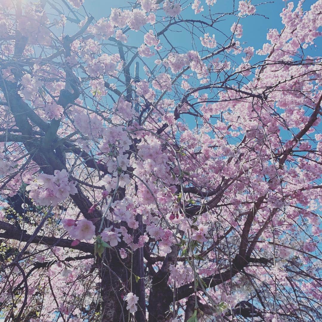 三ツ井裕美さんのインスタグラム写真 - (三ツ井裕美Instagram)「まだ綺麗に咲いてる🌸」4月11日 11時17分 - hiromi__km