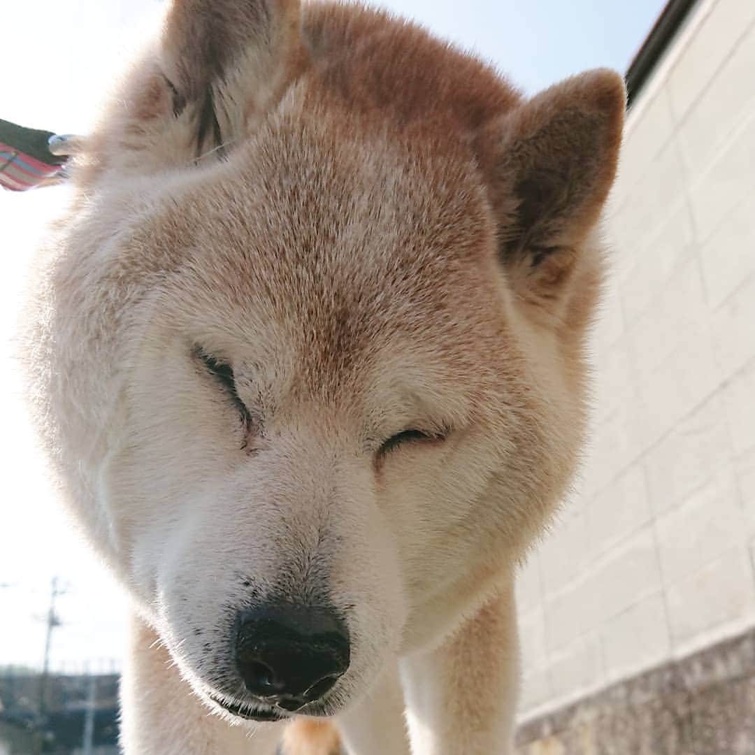 柴子さんのインスタグラム写真 - (柴子Instagram)「柴子(仮名)さん、起きてるの？寝てるの？(笑) #柴犬　#shibainu #shibastagram」4月11日 11時17分 - senogawadogs
