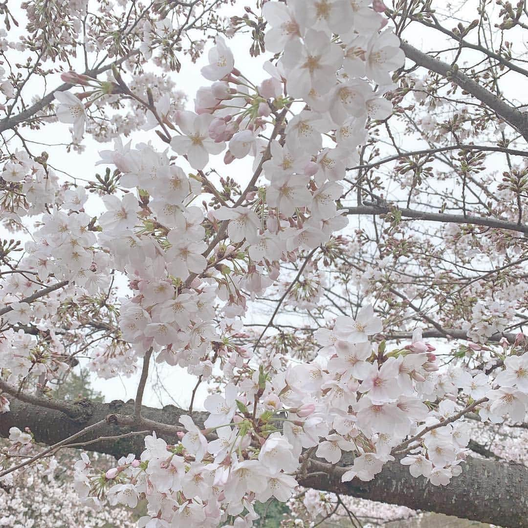 前田美月のインスタグラム：「. さくらああ  さくらの歌すきな曲おおい🌸🙆🏻‍♀️ 初めて買ったCDはGIVE ME FIVE✋🏻」