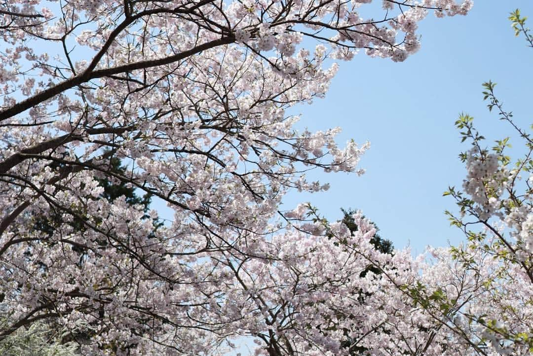 藤田崇寛さんのインスタグラム写真 - (藤田崇寛Instagram)「先週末、お花見に行ってきたので写真貼ります😌  前半は先週のラジオでも紹介した徳島県美馬市脇町の八百萬神之御殿の桜！ どこを見ても桜、桜、桜でめちゃくちゃきれいでした🌸  後半は栗林公園の夜桜！ ライトアップされた桜は幻想的で、これまた良かったです🌸  #桜 #さくら #花見 #お花見 #春 #八百萬神之御殿 #やおよろずのかみのごてん #徳島 #美馬 #高松 #栗林公園 #夜桜 #ライトアップ #eoskissm」4月11日 11時42分 - fujitaka0125