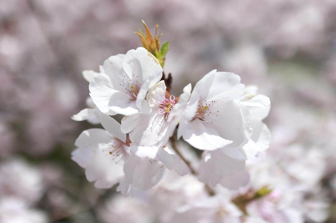 藤田崇寛さんのインスタグラム写真 - (藤田崇寛Instagram)「先週末、お花見に行ってきたので写真貼ります😌  前半は先週のラジオでも紹介した徳島県美馬市脇町の八百萬神之御殿の桜！ どこを見ても桜、桜、桜でめちゃくちゃきれいでした🌸  後半は栗林公園の夜桜！ ライトアップされた桜は幻想的で、これまた良かったです🌸  #桜 #さくら #花見 #お花見 #春 #八百萬神之御殿 #やおよろずのかみのごてん #徳島 #美馬 #高松 #栗林公園 #夜桜 #ライトアップ #eoskissm」4月11日 11時42分 - fujitaka0125