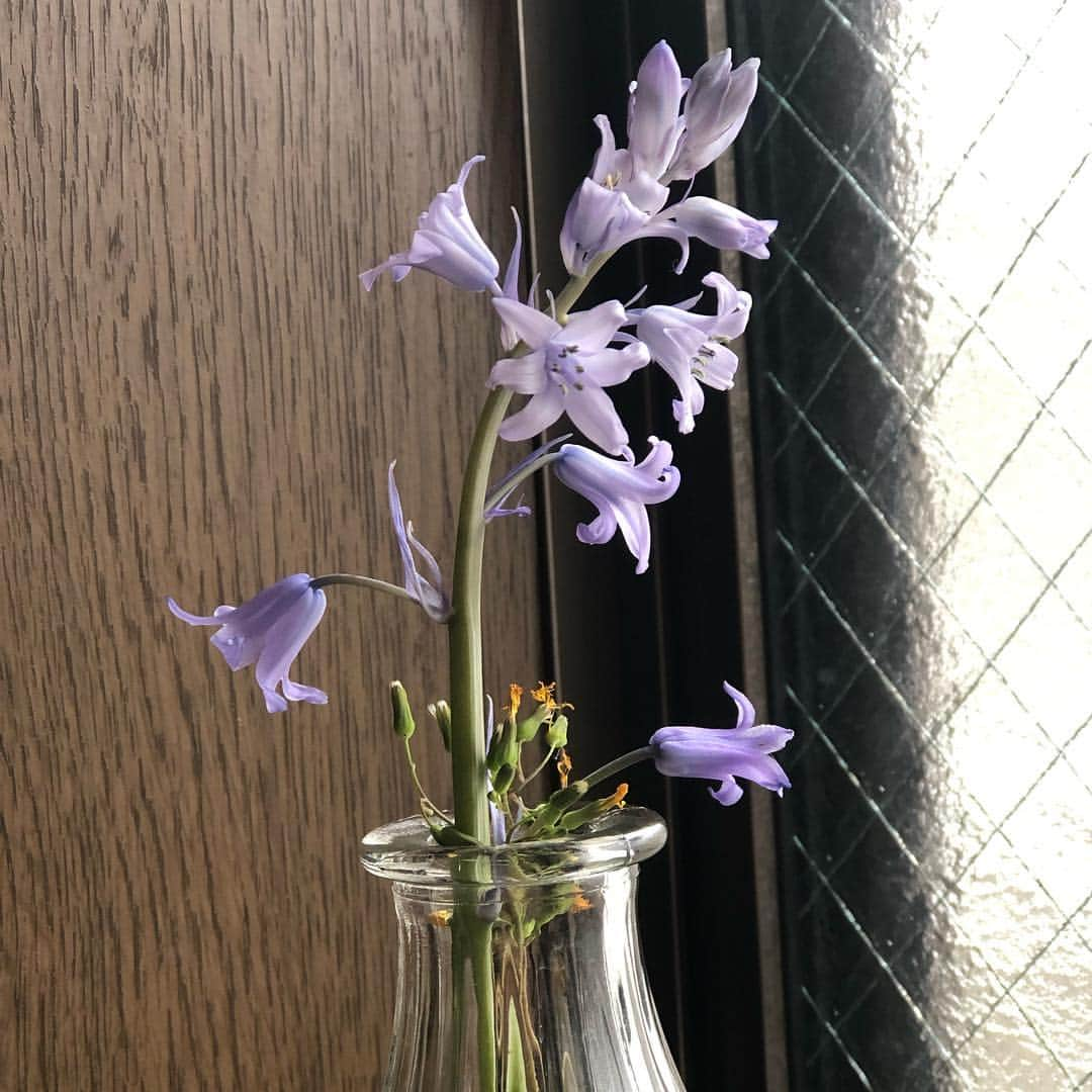 SHINOBUさんのインスタグラム写真 - (SHINOBUInstagram)「ママー お花はいどーぞ って はれがはじめて お花のプレゼントしてくれました とんでもなく嬉しくて 愛おしいくて、可愛かった ありがとう♥️」4月11日 11時49分 - shino_boo81