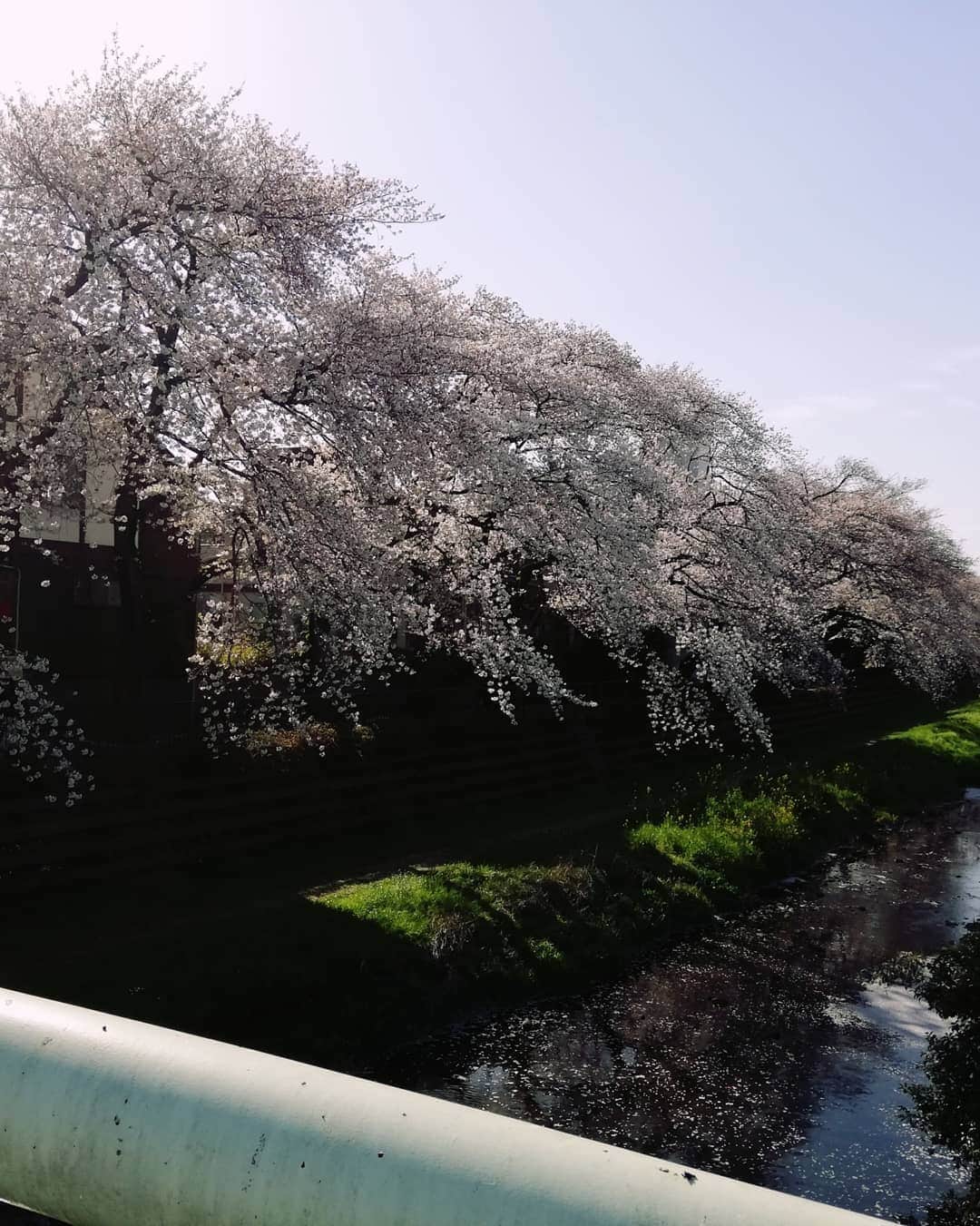 野川さくらさんのインスタグラム写真 - (野川さくらInstagram)「2019.4 #さくにゃんの春休み2019 #さくにゃんのお花見2019 #桜 #今年はたくさんの桜を見に行きました♡ #野川の桜 #野川のさくらと野川さくら #わたしもさくら2019 #わたしもさくら #にゃんスタグラム #野川さくら #さくにゃん #野川さくらのチョコレートたいむ第25回目」4月11日 11時52分 - sakura_nogawa