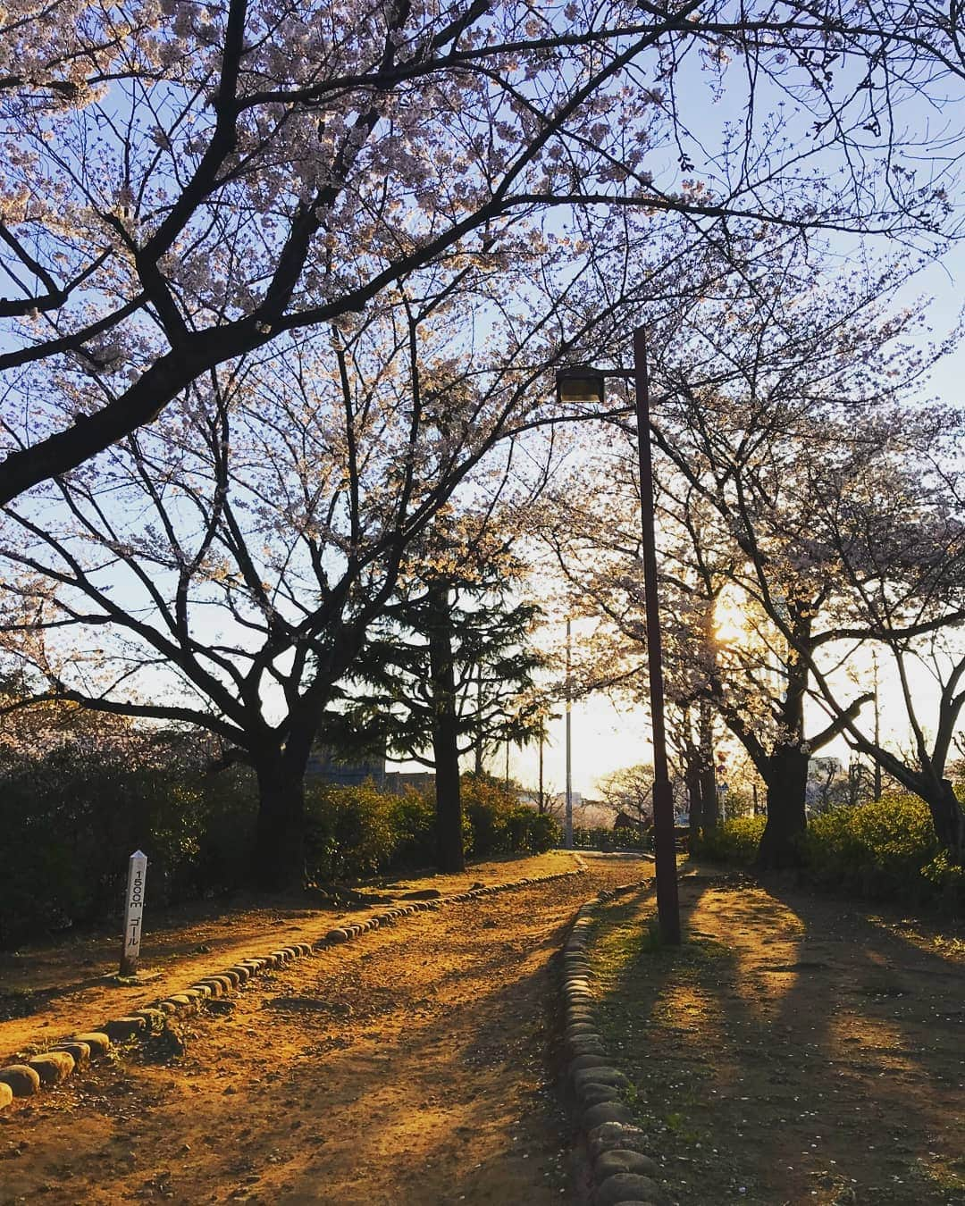 土屋太鳳さんのインスタグラム写真 - (土屋太鳳Instagram)「昨日の冬空っぽい空から 今日は春らしい青空へ！ 今は少し曇ってきたけど ふんわりと優しい色をしてます😊 だけど春は お天気も気温も変わりやすいので 体温調整など気をつけてくださいね🙏  コメントを読んでたら もうテストという人も！ 学年変わって最初のテストなのかなぁ💦 大変だと思うけれど テスト勉強って、今振り返ると 台詞の覚え方や現場でのやり取りなど 自分の仕事のしかたの ベースになってるのかなと すごく感じるから、 どうか体に気をつけつつ 工夫してみてください😊  さて！！！今日は ひさしぶりのゴチの日です✨✨✨ よる７時５６分から 日本テレビ系列にて放送されます😊 既に予告を観てくださってるかたも たくさんいらっしゃるようなのですが なんとVIPゲストは #貴乃花光司 さん ！！！！！ まさかお会いできるとは…  子どもの頃、お相撲が大好きで 自分で遊んでもいたし 学校から帰ったらテレビで拝見していたし 一度だけだけど、 両国国技館に観に行ったこともあります。 だから緊張していたのですが、 すごく和やかで楽しい収録でした✨✨✨ ４月も真ん中の週で 少しおつかれな人も多いと思いますが ぜひパワフルなオンエアを 楽しんでください😊✨✨ 写真は、桜、あと少し🌸✨ #ぐるぐるナインティナイン  #ぐるナイ  #ゴチ #ゴチ20」4月11日 17時53分 - taotsuchiya_official