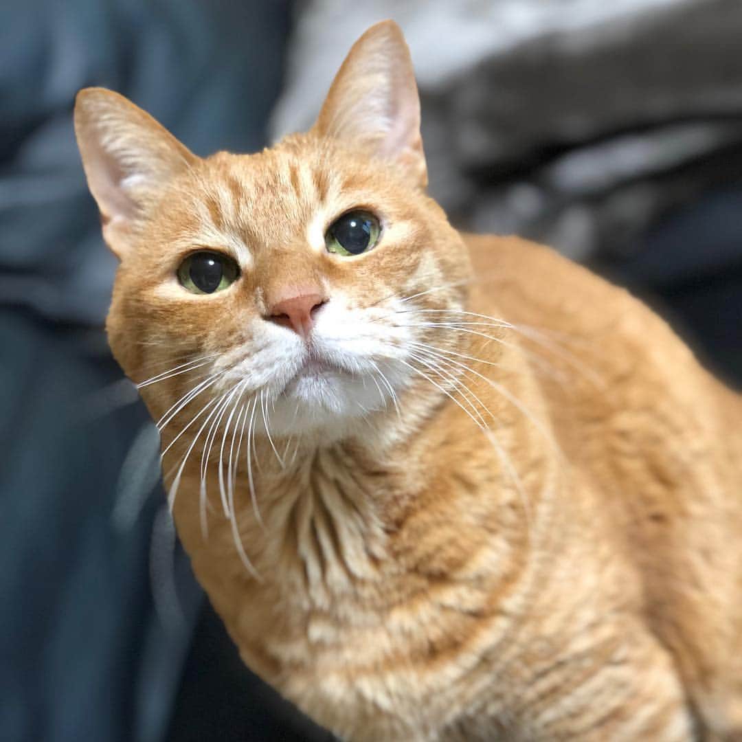 mayumiさんのインスタグラム写真 - (mayumiInstagram)「20190411 ✩ ポートレートだと お髭が無くなっちゃうのよね 新しいiPhoneだとちゃんと写るのかな？ ． ． #髭祭 ． #シブにゃん隊over10 #無敵の親バカ同盟 #IGersJP#ふわもこ部 #ドリー2019 ． #フィリックスpeco #pecoマガジン表紙デビュー #ねこにすとパネル希望 #シマホとネコダスケステーション#ビューティプロコンテスト @beautypro_contest ． #cat#猫#ねこ#茶トラ #gingercat#catstagram#instacat #Excellent_cats#cat_features#catofinstagram ． #サンデイ#ペコねこ部 #朝ワンコ夕ニャンコ#sippo#今日のうちの子🐶🐱 #pelotto#スタペグラム#ねこにすと#nyancon01」4月11日 12時27分 - imuyamotas