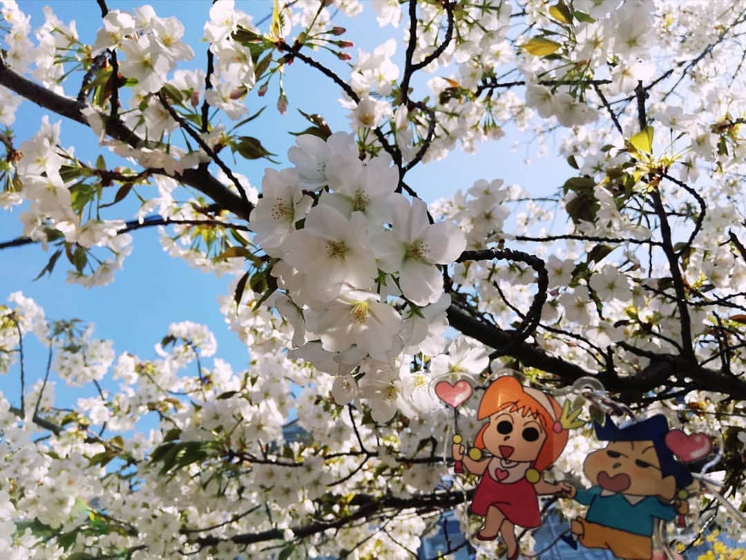 野川さくらさんのインスタグラム写真 - (野川さくらInstagram)「2019.4 #さくにゃんの春休み2019 #さくにゃんのお花見2019 #桜 #今年はたくさんの桜を見に行きました♡ #アクリルなさくにゃんと♪ #アクリルなエーリカと♪ #アクリルなもえＰと♪ #お台場 #三鷹 #吉祥寺 #井の頭公園 #わたしもさくら2019 #わたしもさくら #にゃんスタグラム #野川さくら #さくにゃん #野川さくらのチョコレートたいむ第25回目」4月11日 12時30分 - sakura_nogawa