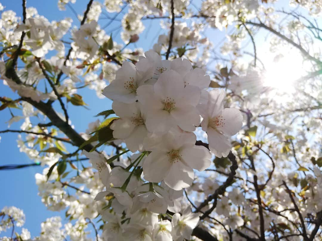 野川さくらのインスタグラム