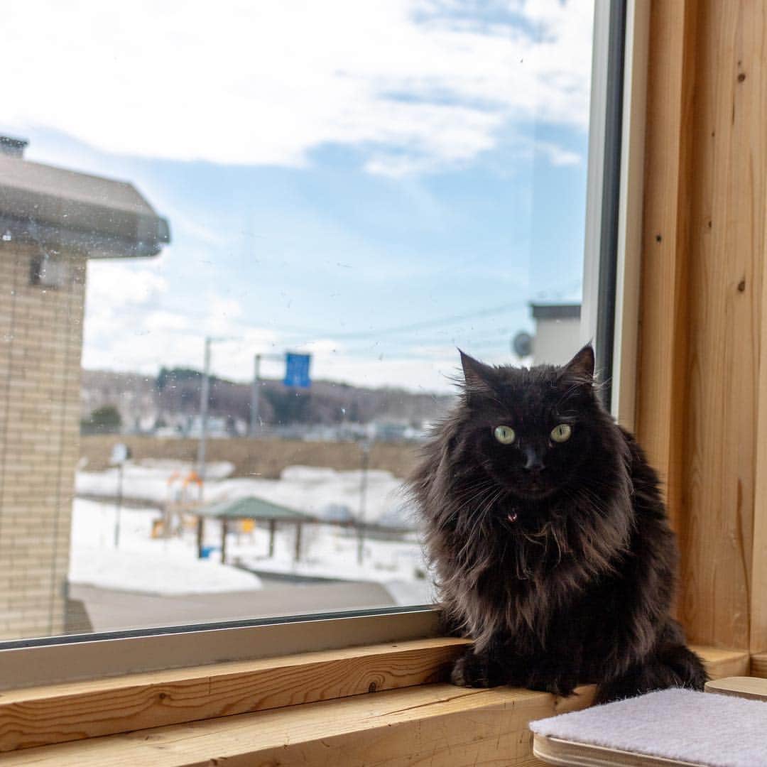 マアルのインスタグラム：「紋次郎ちゃん🐈 #北海道 #旭川 #ペットホテル #黒猫 #blackcat」