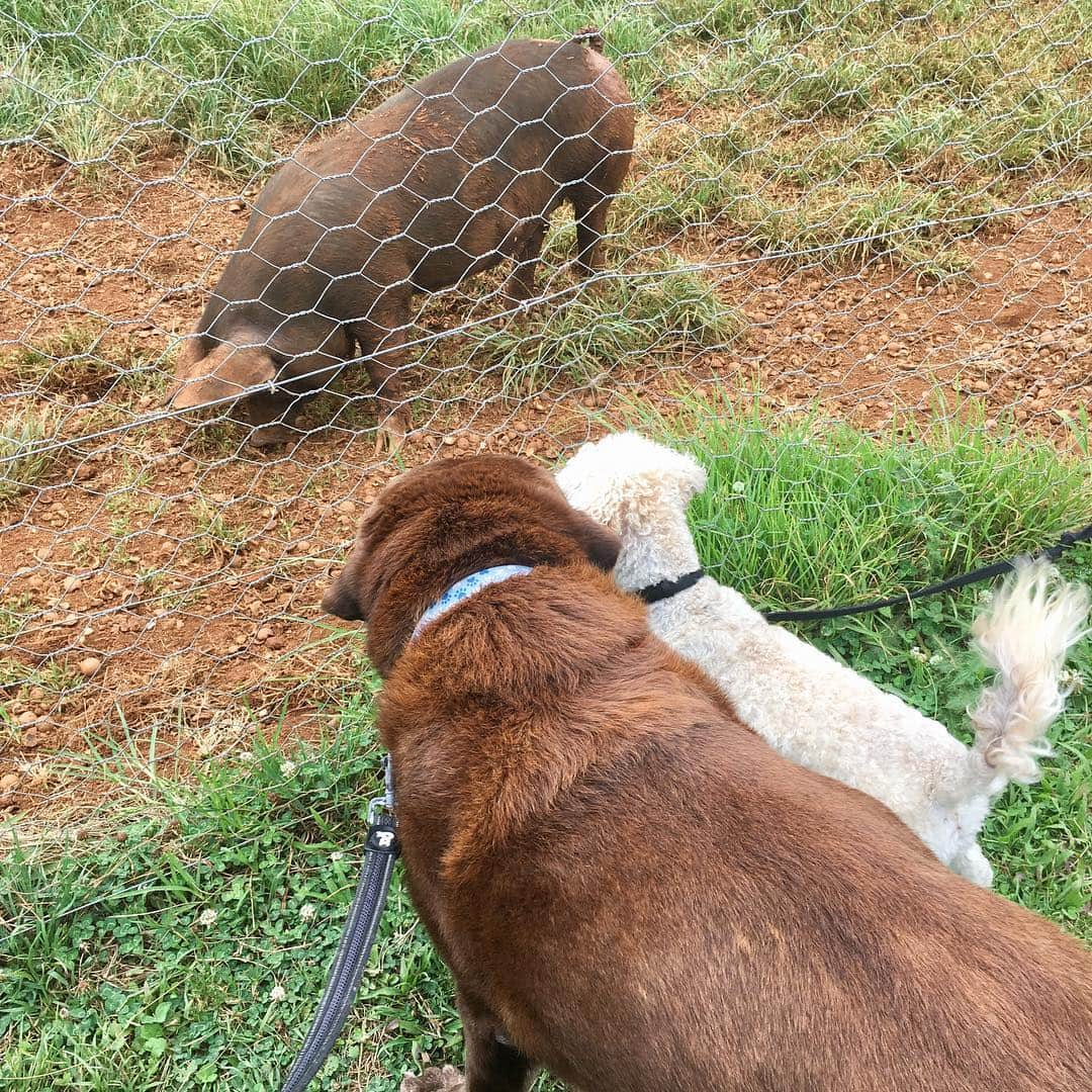 シャーニ・ヴィンソンさんのインスタグラム写真 - (シャーニ・ヴィンソンInstagram)「Happy #nationalsiblingday !! 🐾 ❤️ 🐕 #MockJagger」4月11日 12時45分 - sharnivinson