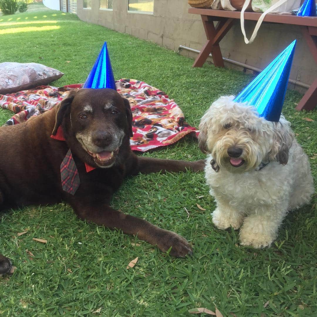 シャーニ・ヴィンソンさんのインスタグラム写真 - (シャーニ・ヴィンソンInstagram)「Happy #nationalsiblingday !! 🐾 ❤️ 🐕 #MockJagger」4月11日 12時45分 - sharnivinson