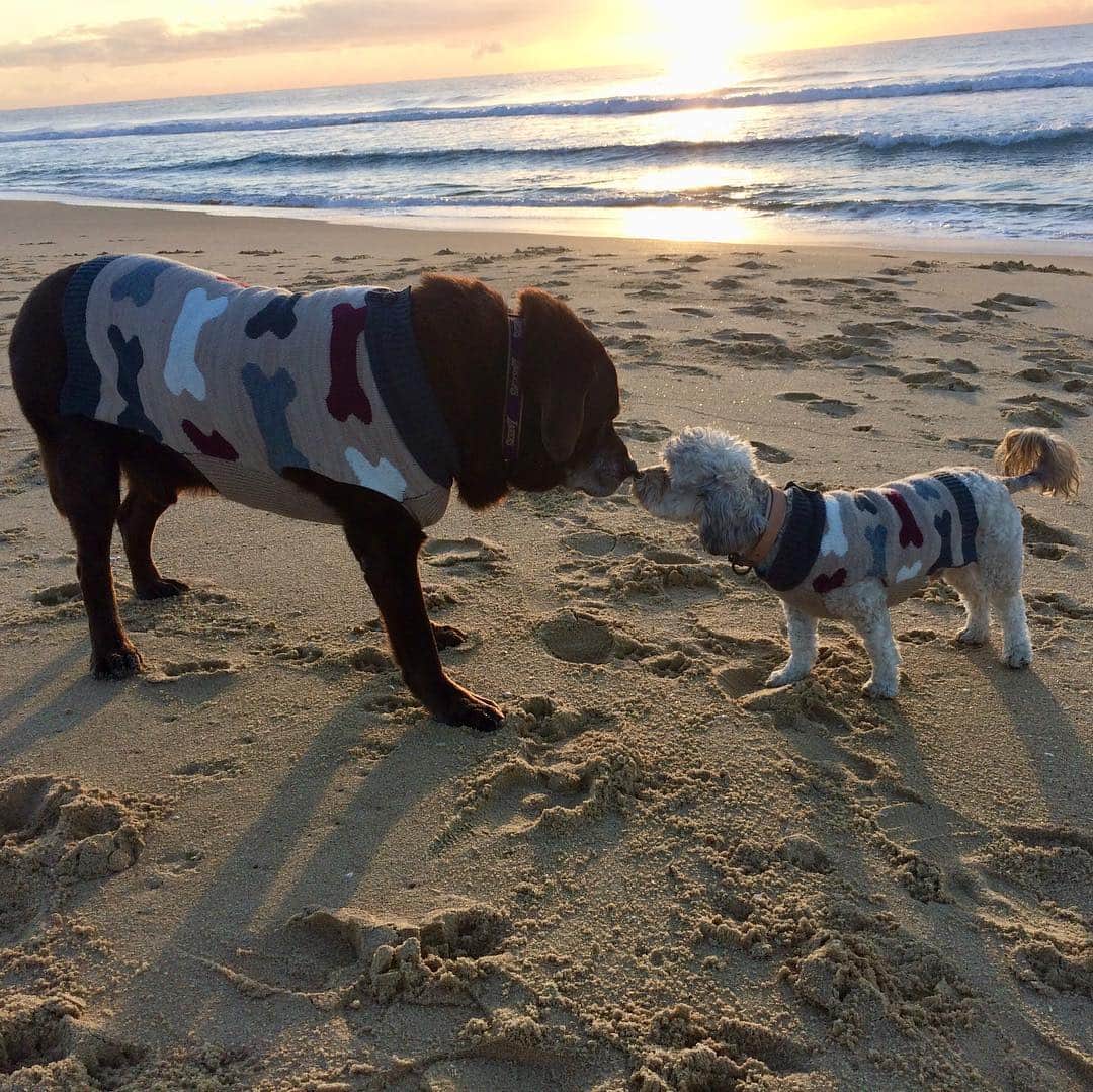 シャーニ・ヴィンソンのインスタグラム：「Happy #nationalsiblingday !! 🐾 ❤️ 🐕 #MockJagger」