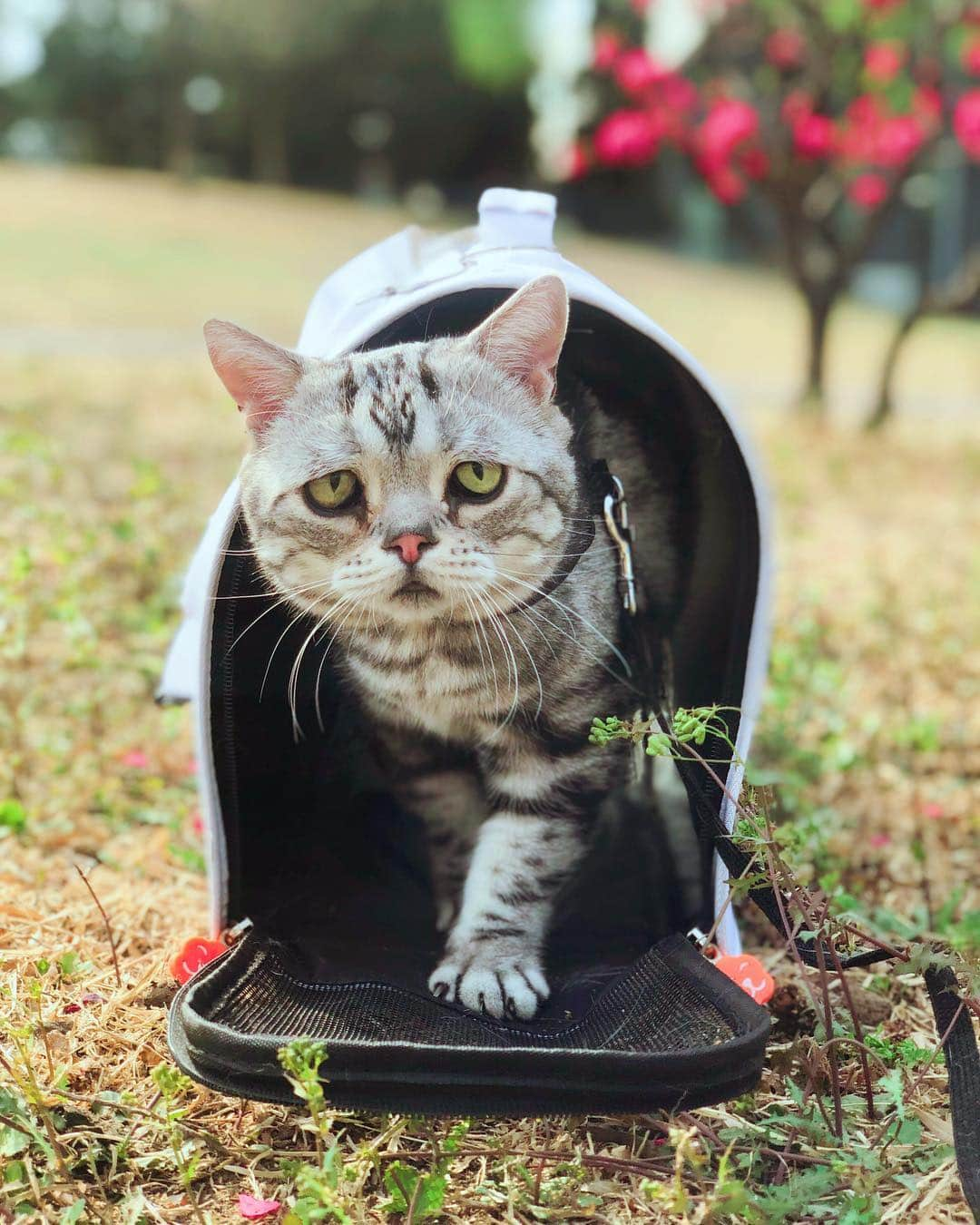 ルフさんのインスタグラム写真 - (ルフInstagram)「#luhu:"i'm really nervous 😬!" - - #cat #cute #catofspring #angel #adorable #sadcat #kitty #catofthedays」4月11日 12時49分 - lanlan731