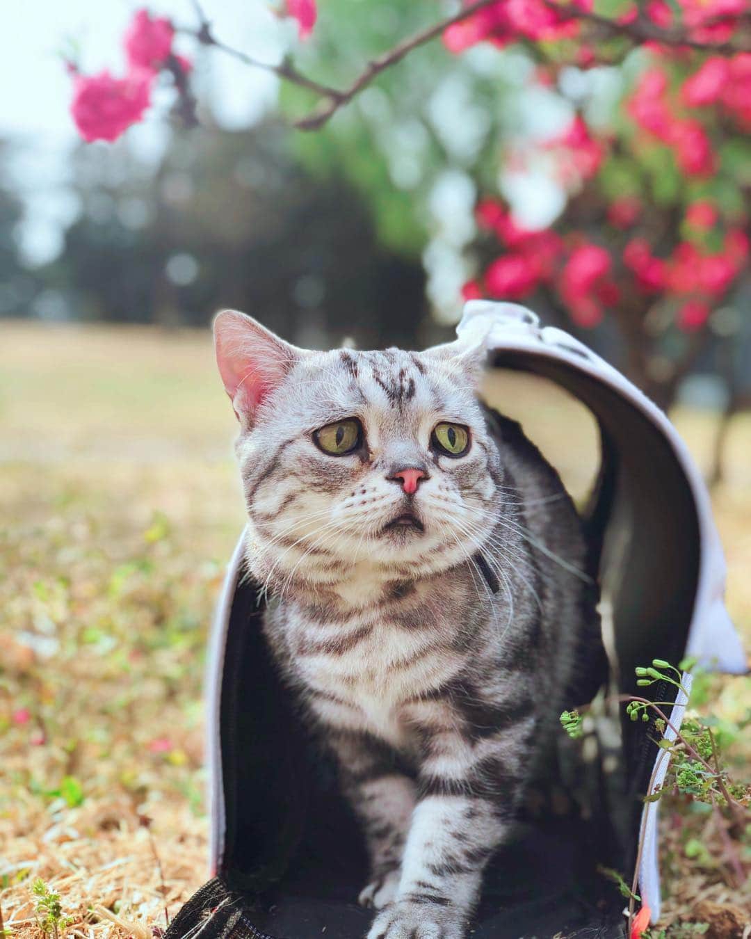 ルフさんのインスタグラム写真 - (ルフInstagram)「#luhu:"i'm really nervous 😬!" - - #cat #cute #catofspring #angel #adorable #sadcat #kitty #catofthedays」4月11日 12時49分 - lanlan731