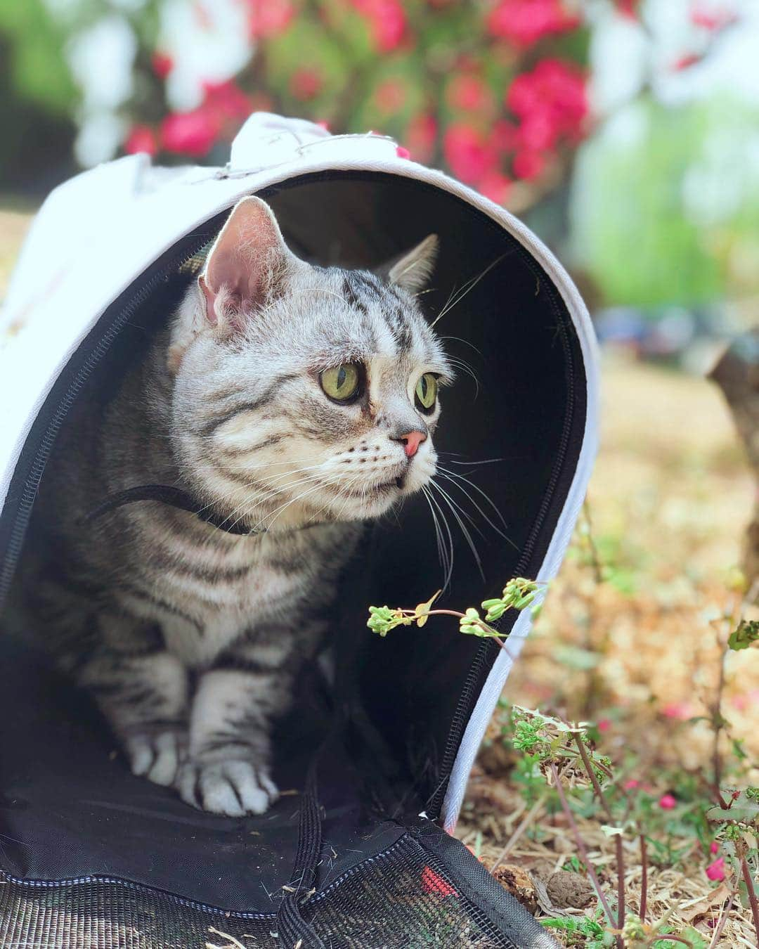 ルフさんのインスタグラム写真 - (ルフInstagram)「#luhu:"i'm really nervous 😬!" - - #cat #cute #catofspring #angel #adorable #sadcat #kitty #catofthedays」4月11日 12時49分 - lanlan731