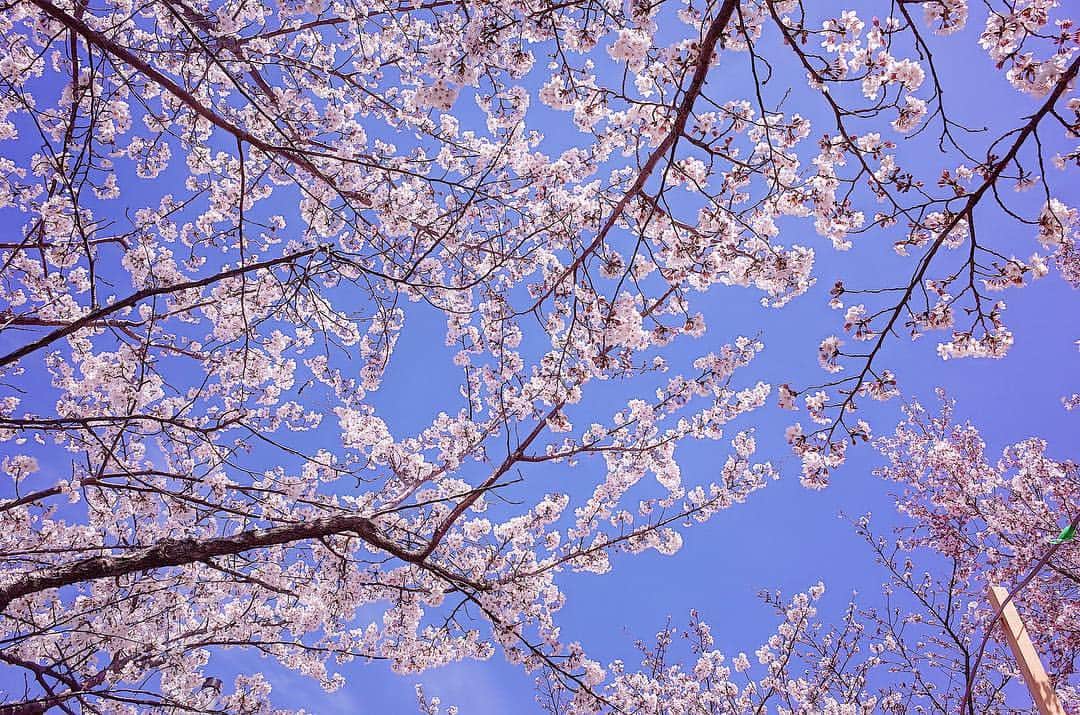 石川琴允さんのインスタグラム写真 - (石川琴允Instagram)「: 🌸 : 東京はもう 今週で最後かな : : 今年は長く 咲いてくれて ありがとう : : : こちらは まだまだ見ていたいけど🥰 : : The Cherry Tunnel #桜のトンネル #桜 #cherryblossoms #日本」4月11日 12時55分 - kotopon09