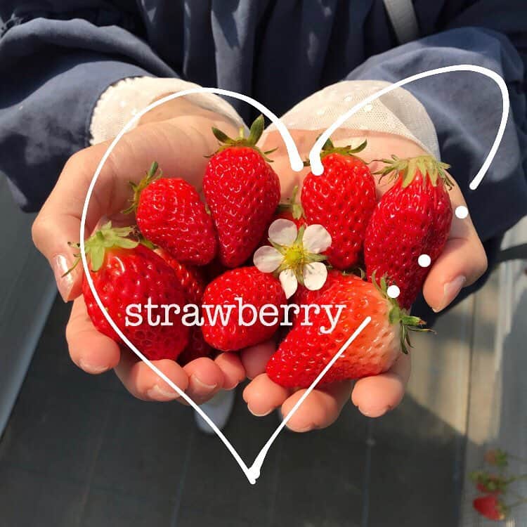 市川愛美のインスタグラム：「. いちご狩り🍓  50個食べた(º﹃º )  #いちご狩り#いちご#イチゴ狩り #いちごがり #🍓#いちごがり🍓」