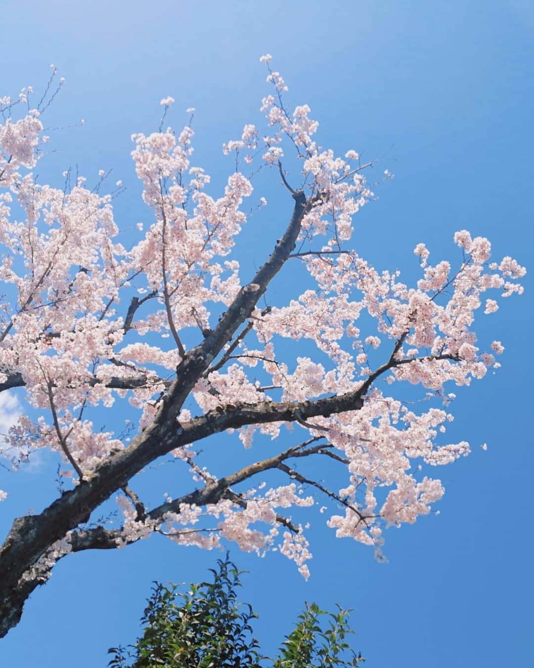 林智美 さんのインスタグラム写真 - (林智美 Instagram)「合成写真みたい。  平成最後の桜🌸 いっぱい残しとこ📸  #桜 #さくら #お花見 #🌸 #桜2019 #青空 #平成最後の桜 #instaphoto #📸 #滋賀 #大津 #お散歩」4月11日 13時19分 - h_tomomi_i