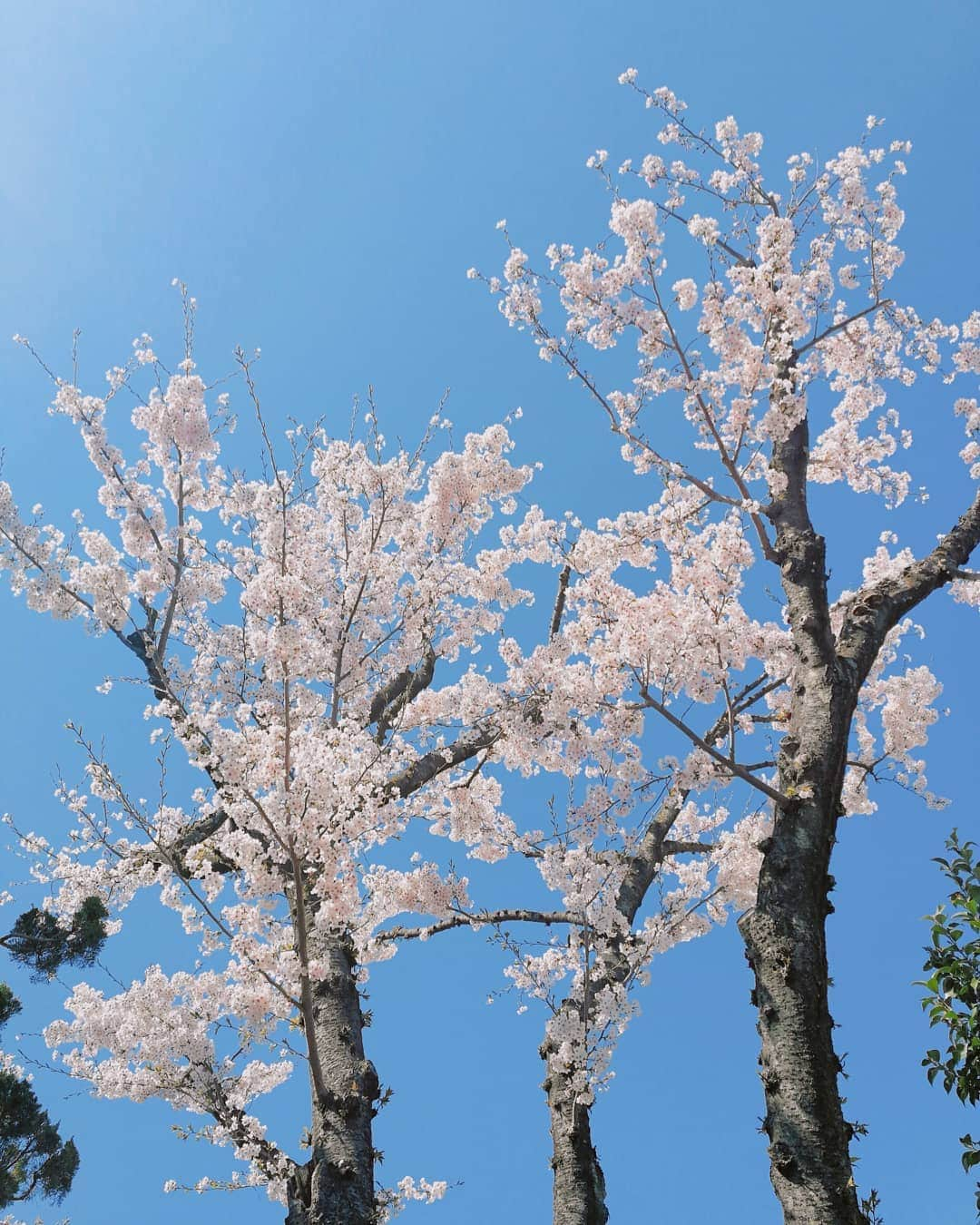 林智美 さんのインスタグラム写真 - (林智美 Instagram)「合成写真みたい。  平成最後の桜🌸 いっぱい残しとこ📸  #桜 #さくら #お花見 #🌸 #桜2019 #青空 #平成最後の桜 #instaphoto #📸 #滋賀 #大津 #お散歩」4月11日 13時19分 - h_tomomi_i