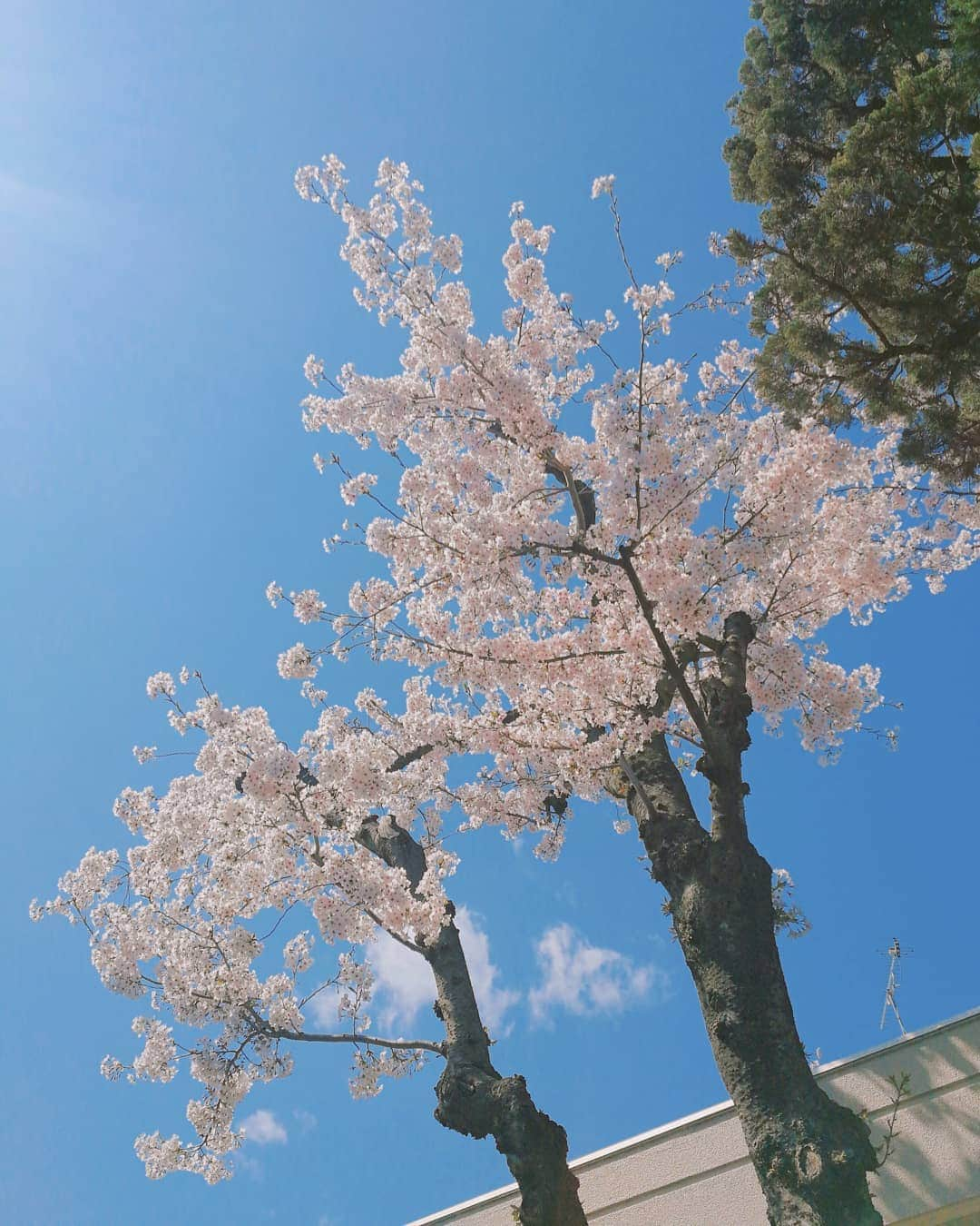 林智美 さんのインスタグラム写真 - (林智美 Instagram)「合成写真みたい。  平成最後の桜🌸 いっぱい残しとこ📸  #桜 #さくら #お花見 #🌸 #桜2019 #青空 #平成最後の桜 #instaphoto #📸 #滋賀 #大津 #お散歩」4月11日 13時19分 - h_tomomi_i