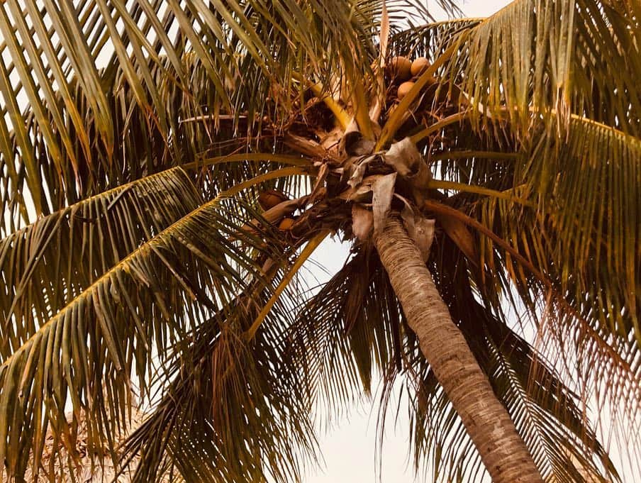 Olivia Browerさんのインスタグラム写真 - (Olivia BrowerInstagram)「Hi, went to a beautiful island and this is what I saw 💛 hope you like ☺️」4月11日 13時35分 - oliviabrower_